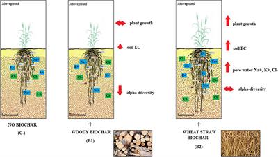 The Impact of Soil-Applied Biochars From Different Vegetal Feedstocks on Durum Wheat Plant Performance and Rhizospheric Bacterial Microbiota in Low Metal-Contaminated Soil